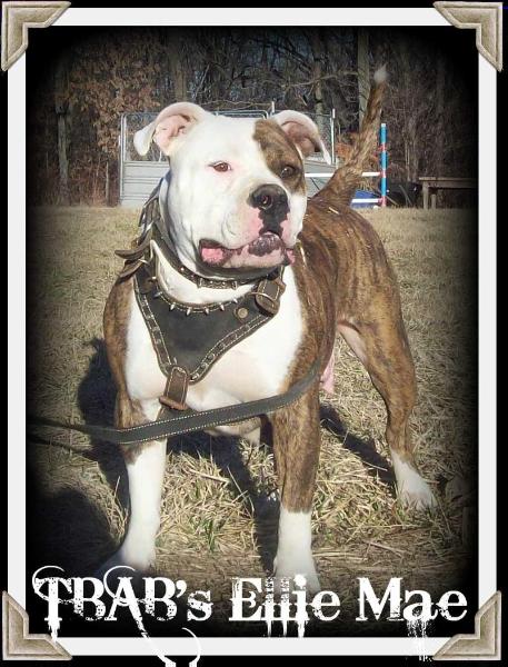 TBAB's Ellie Mae | American Bulldog 