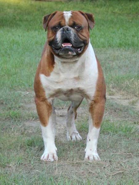 Prime Example Bulldogs Mancho Boy | American Bulldog 