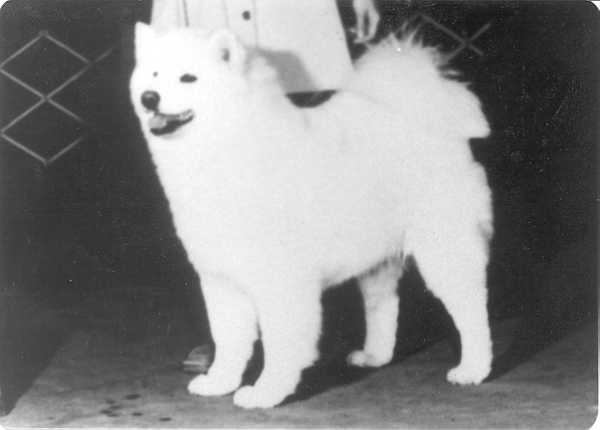 Talosam's Mystic Star | Samoyed 