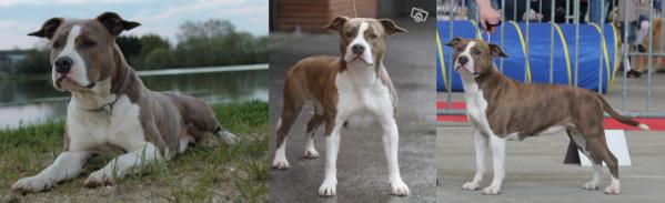 chab staff girl of rein | American Staffordshire Terrier 