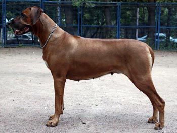 Aresvuma Remba Aleksandra | Rhodesian Ridgeback 