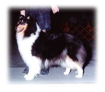 Sho Me Camelot Secret Storm | Rough Collie 