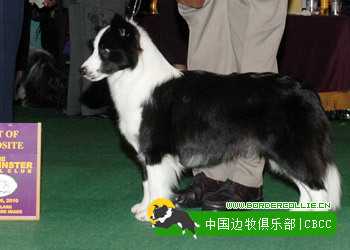 SportingField Little Sufer Girl | Border Collie 