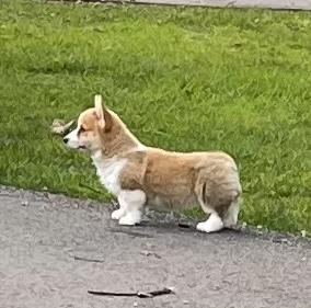 Gwyndolyns Land Of Nod | Pembroke Welsh Corgi 