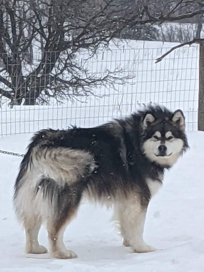 Bush-Pak Monty | Alaskan Malamute 