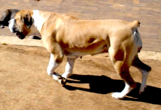 Tigerberg Shakira | African Boerboel 