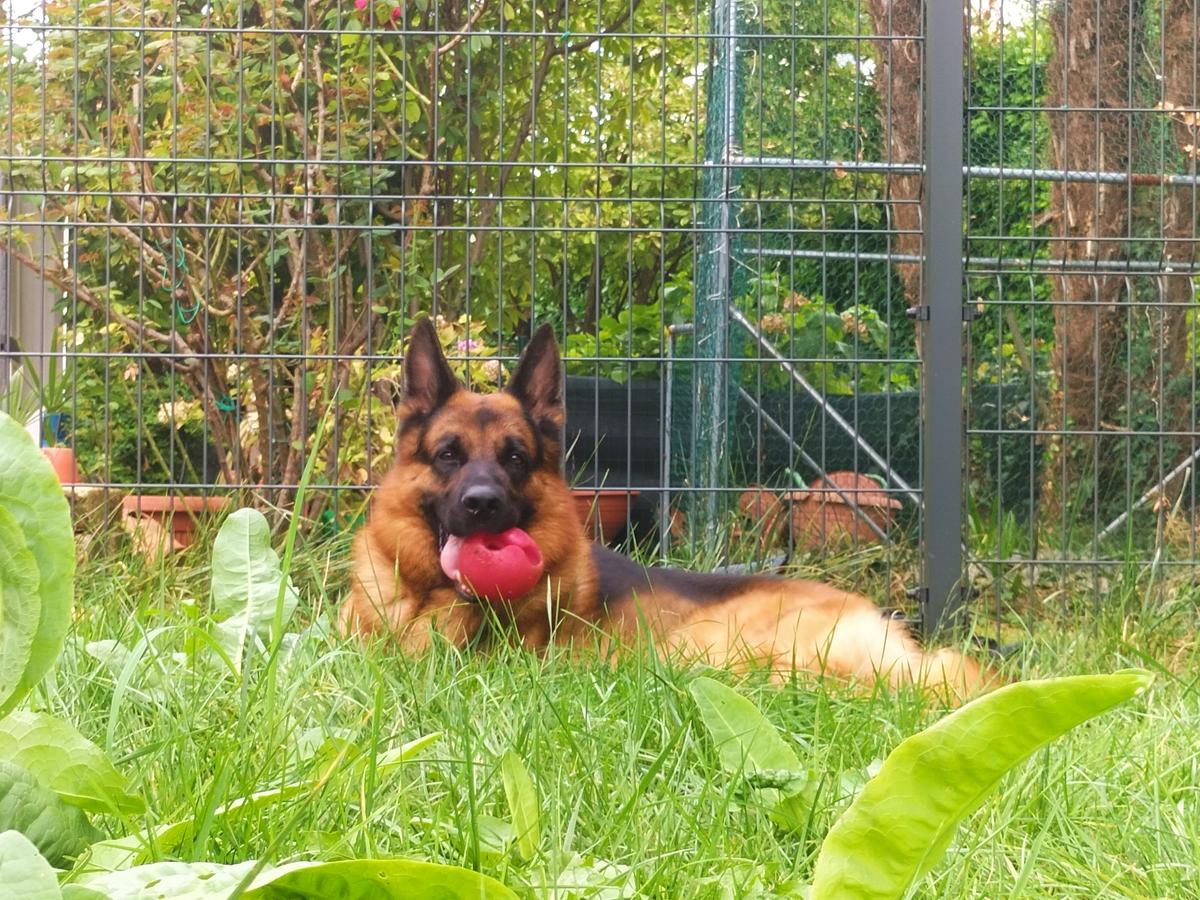 Enko dei Monti della Laga | German Shepherd Dog 