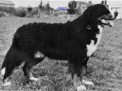 Urs v. Hofwiesental | Bernese Mountain Dog 