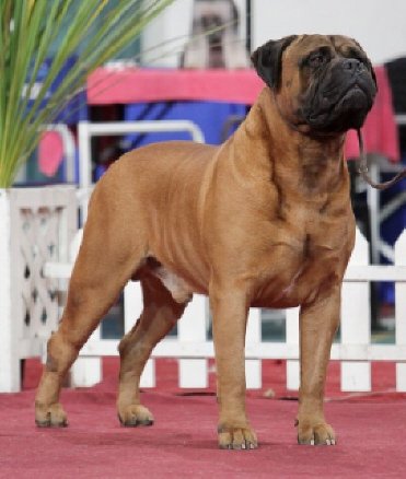 Leatherneck rated triple x | Bullmastiff 