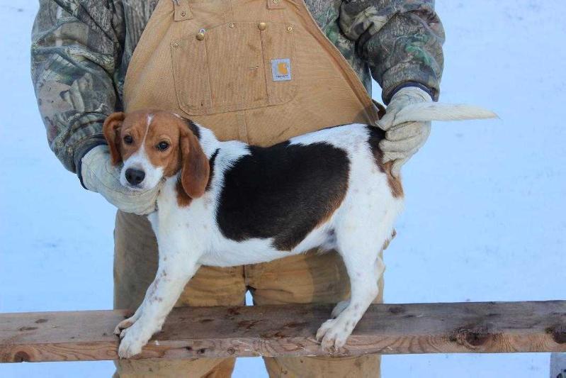 Dallas Pike's Scout | Beagle 