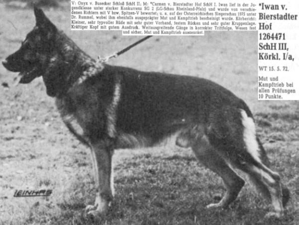 Iwan vom Bierstadter Hof | German Shepherd Dog 