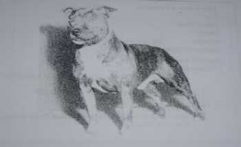 Chestonion Annoyance | Staffordshire Bull Terrier 