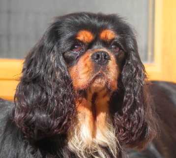 Ariane Du Marais des Molieres | Cavalier King Charles Spaniel 