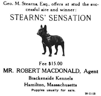 Stearn's Sensation | French Bulldog 
