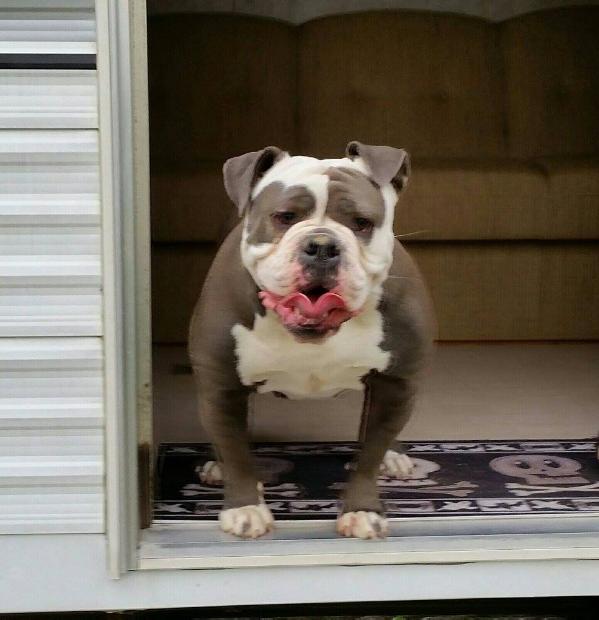 Blue Kingdom's Queen | Olde English Bulldogge 