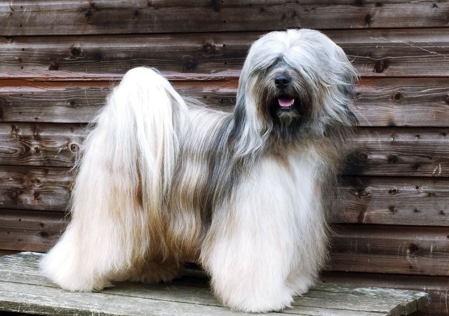 SILGARHI FERGUS | Tibetan Terrier 