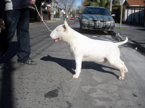 Lem de Peracho | Bull Terrier 