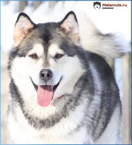 Akuti | Alaskan Malamute 