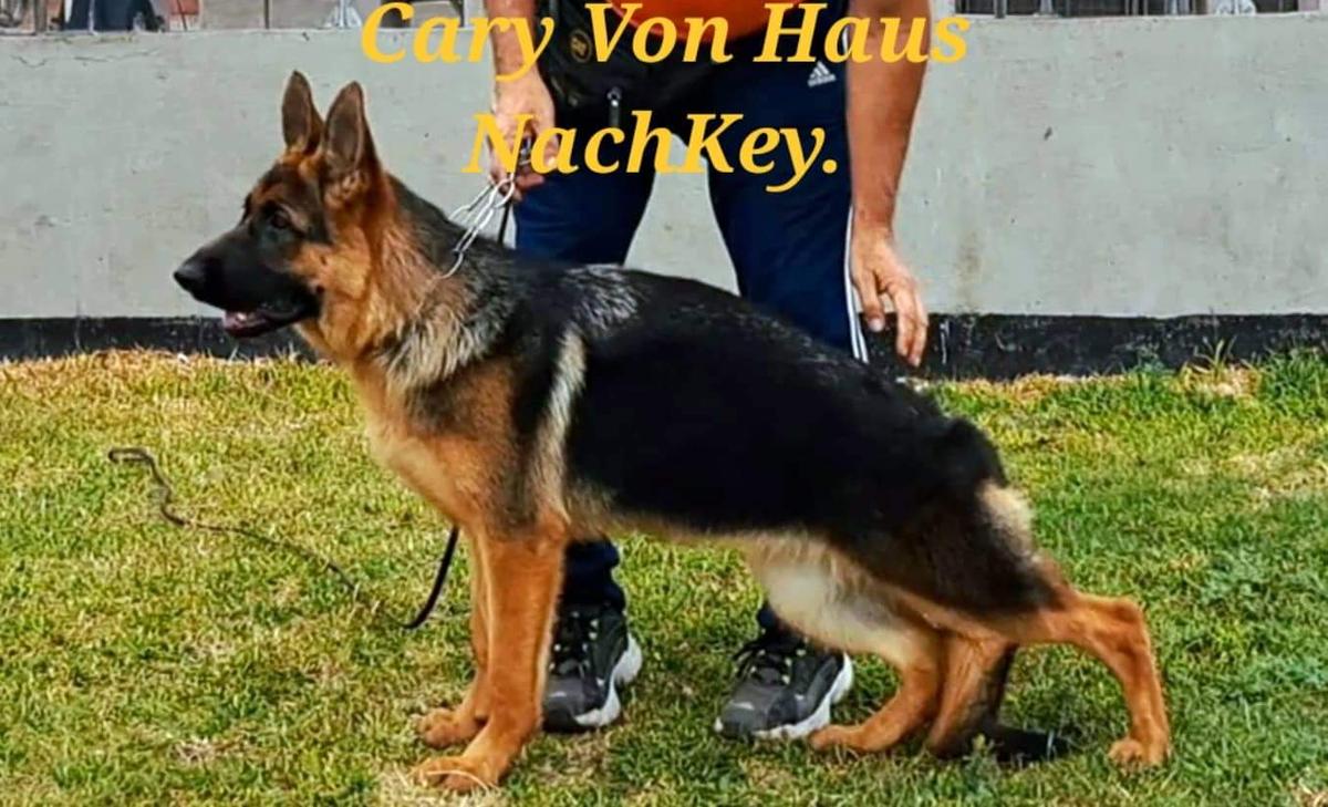 Cary Von Haus NachKey | German Shepherd Dog 