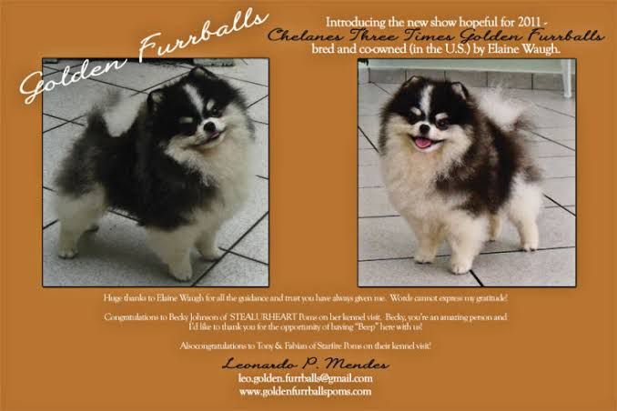 Chelanes Three Times Golden Furrballs | Pomeranian 