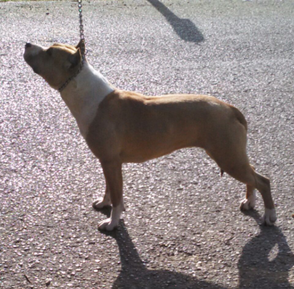 LIL EVIL QUEEN | American Staffordshire Terrier 