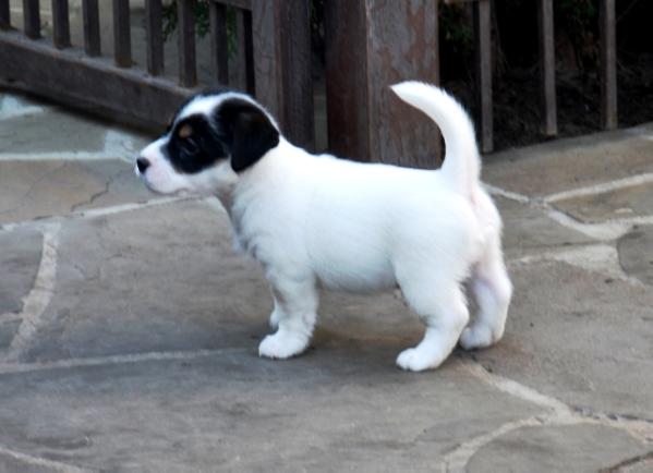 NAPOLEON BONAPARTE Forward Ukraine | Jack Russell Terrier 