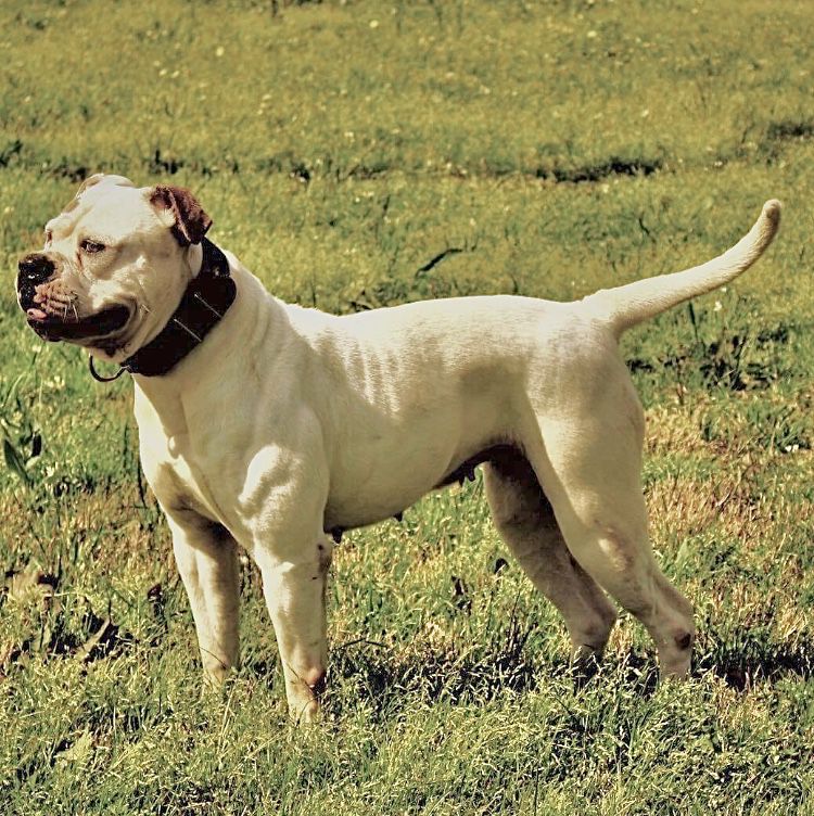 T-Town Blanca | American Bulldog 