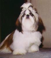 Suling's Uptown Girl | Shih Tzu 