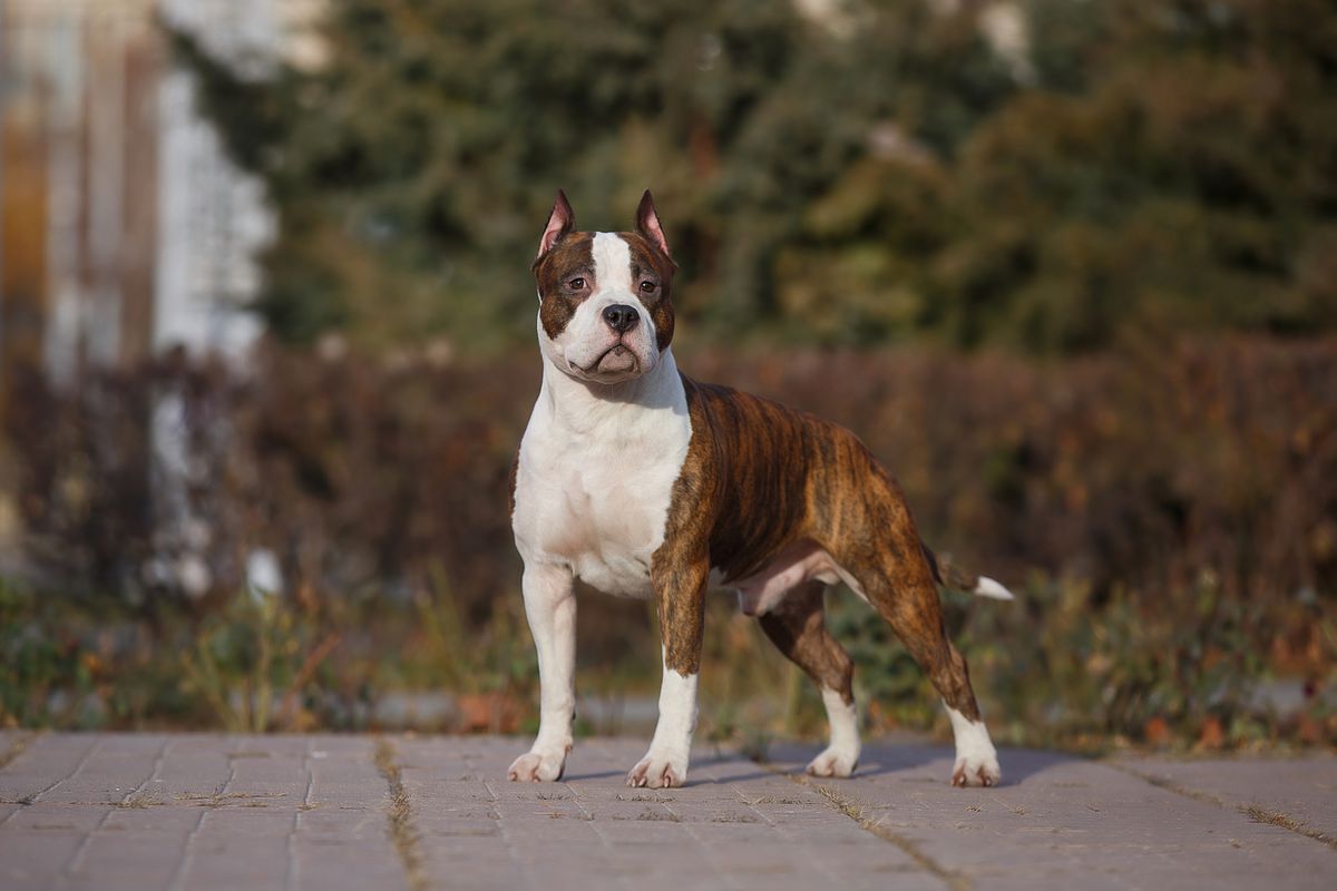 Egor`ka Iz Doma Lankaster | American Staffordshire Terrier 