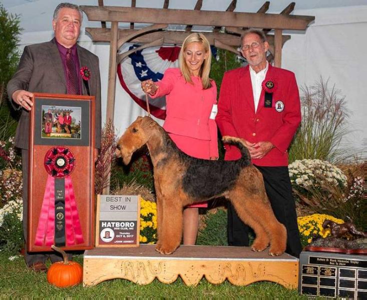 Joval Trident of Poseidon | Airedale Terrier 