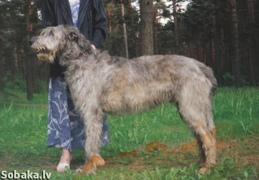 Sparkling Ballu | Irish Wolfhound 