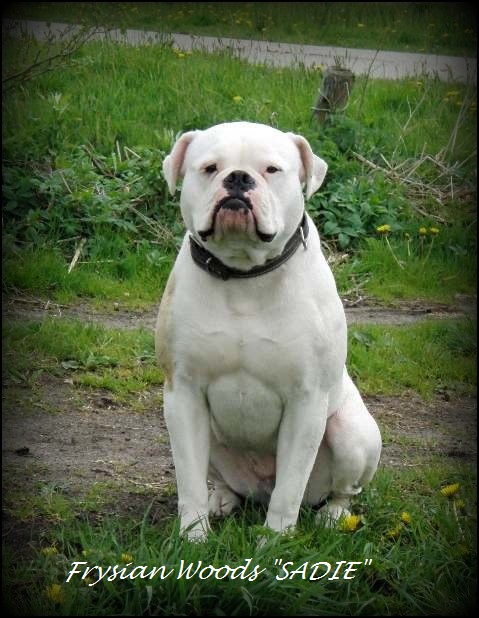 Frysian Woods SADIE | American Bulldog 