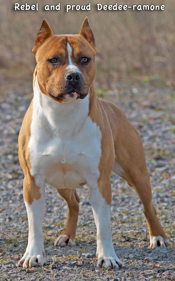 Rebel and proud DEE DEE RAMONE | American Staffordshire Terrier 