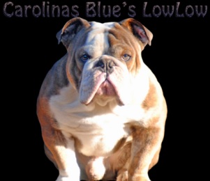 Carolina Blue's Low Low | Olde English Bulldogge 