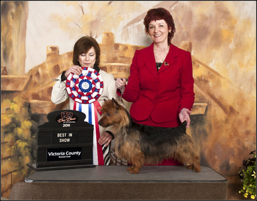 Shastakin Jersey Jake | Australian Terrier 