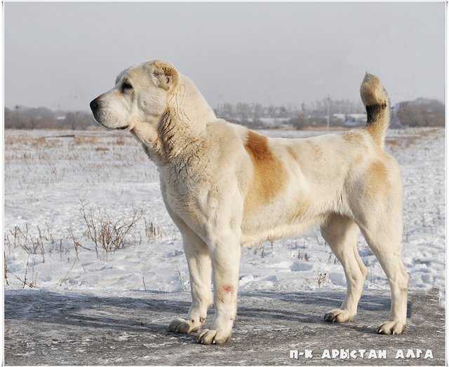 Oshkora | Central Asian Shepherd Dog 