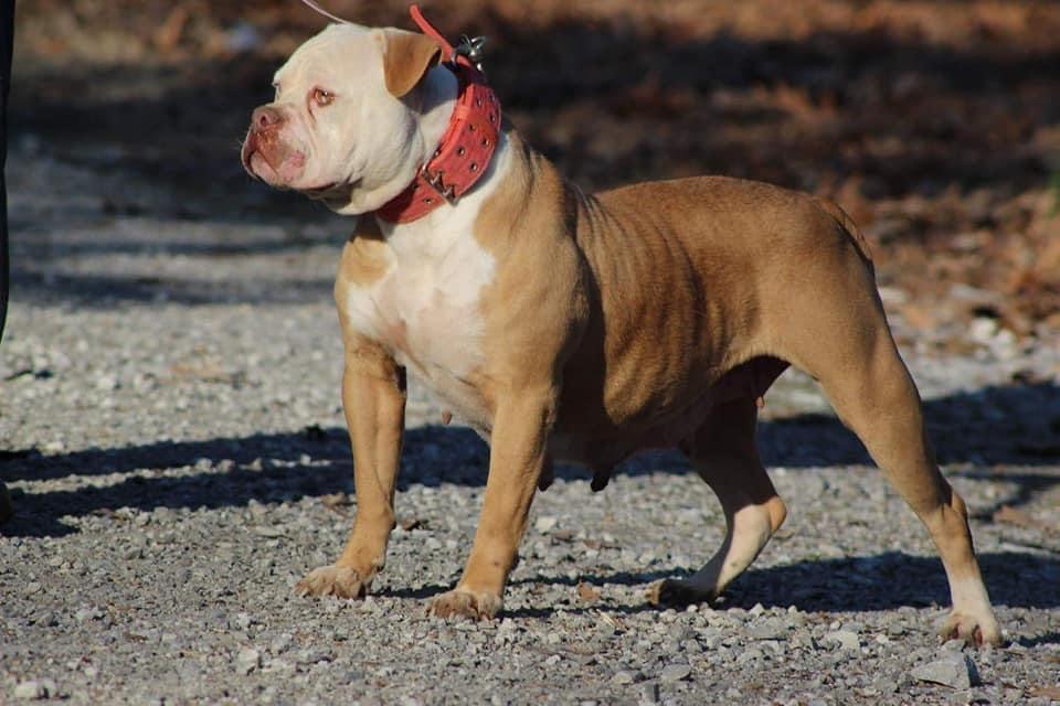 XSB's Faith | Olde English Bulldogge 