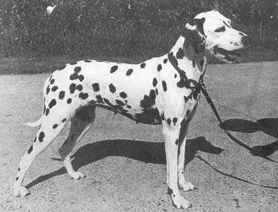 DIDO van Huis Dalmatho | Dalmatian 