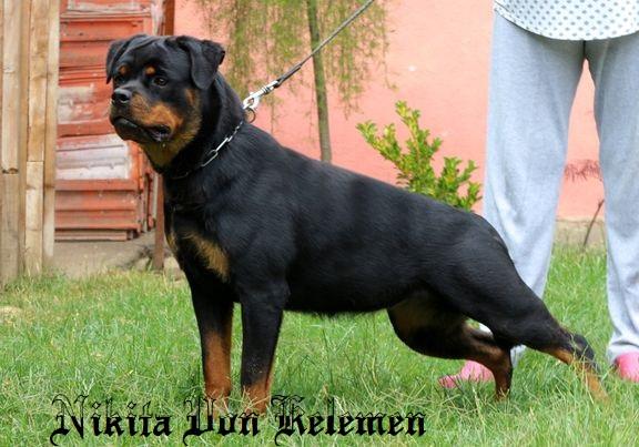 Nikita Von Kelemen | Rottweiler 