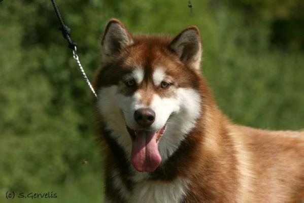 SAMIA REDSTAR Illa Kuvianartok | Alaskan Malamute 