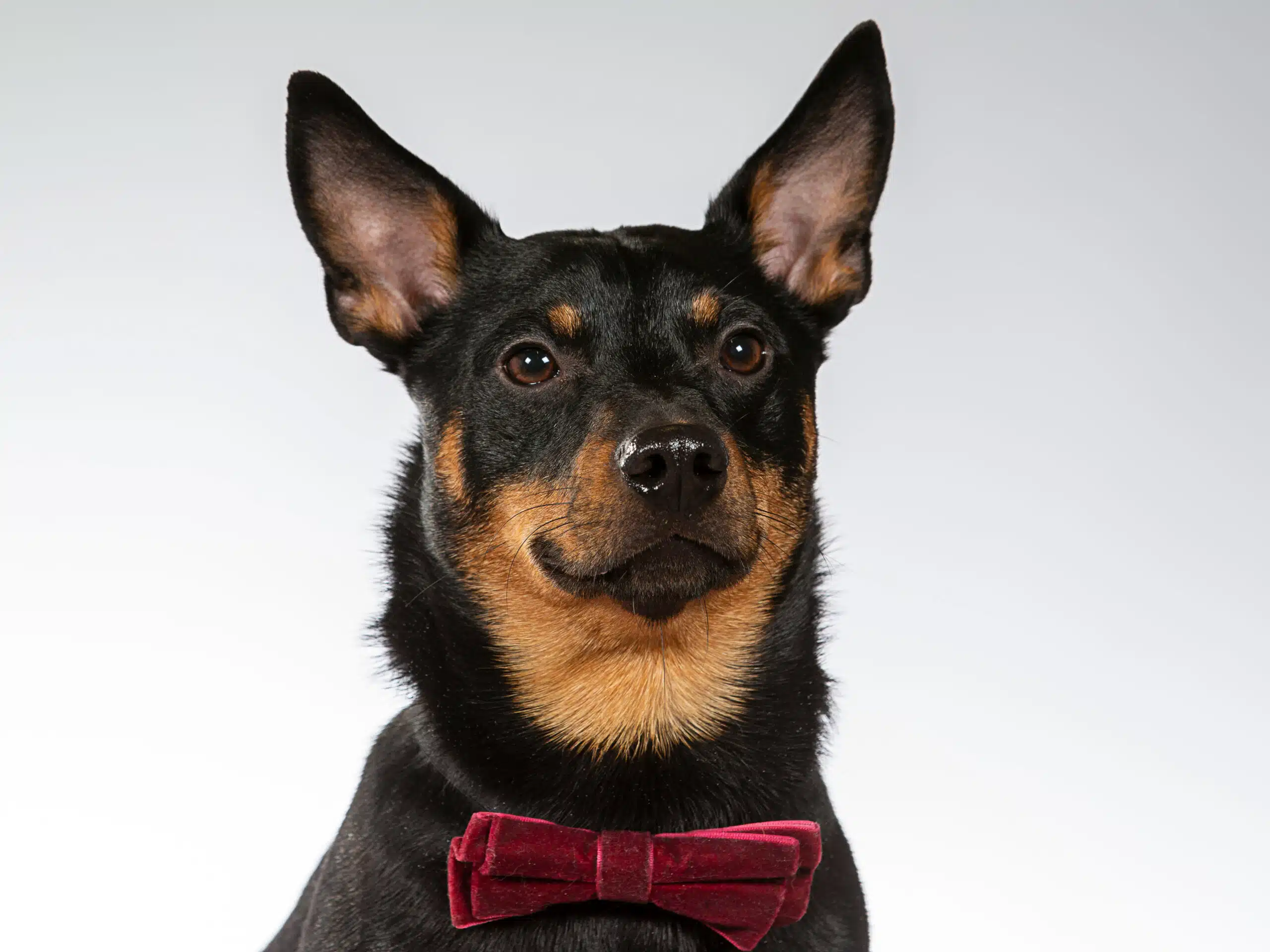 Lancashire Heeler