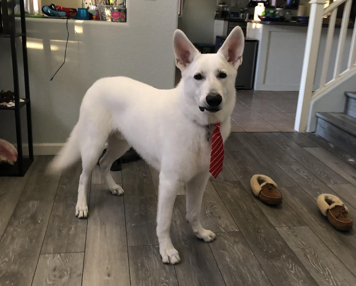 VON TASZ DEVIL IN THE DETAILS | White Swiss Shepherd Dog 