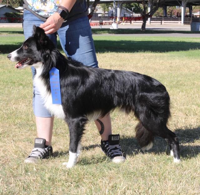 Black Hawk's Silent Killer | Border Collie 