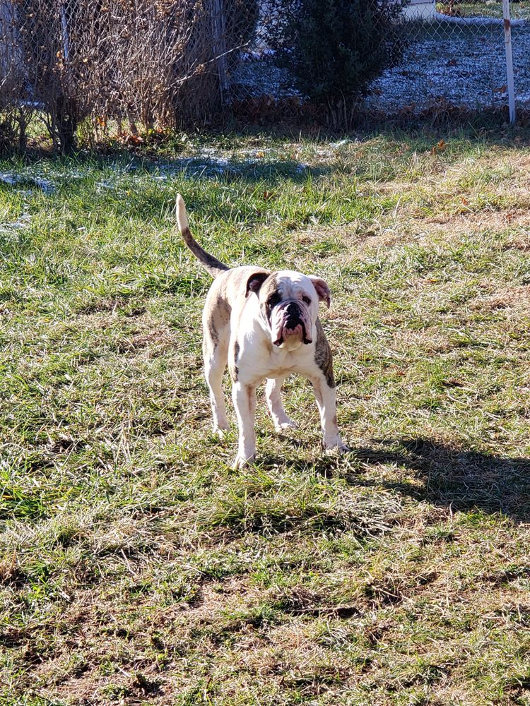 Mammoth's Madam St. Clair of Fire Ridge | American Bulldog 