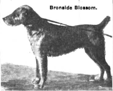 Bronside Blossom | Airedale Terrier 