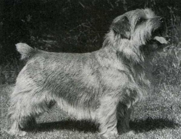 Titanium Fiddlesticks | Norfolk Terrier 