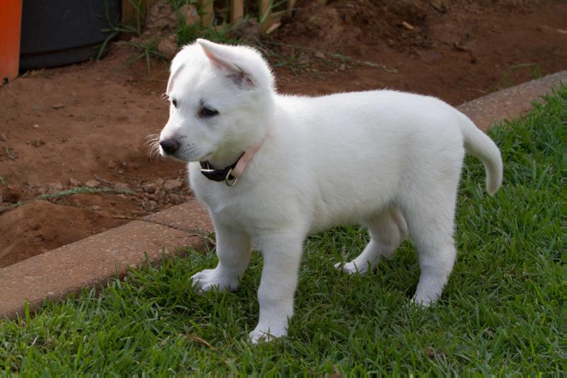 Synergy Lady Mastermind | White Swiss Shepherd Dog 