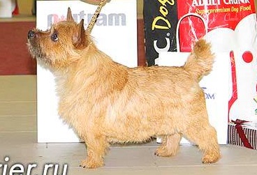 Alexa Forest Tramp | Norwich Terrier 