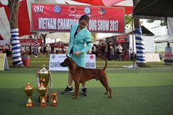 Hero Thai Dog's Invictus Imperatoris @ Grand Angkor | Thai Ridgeback 