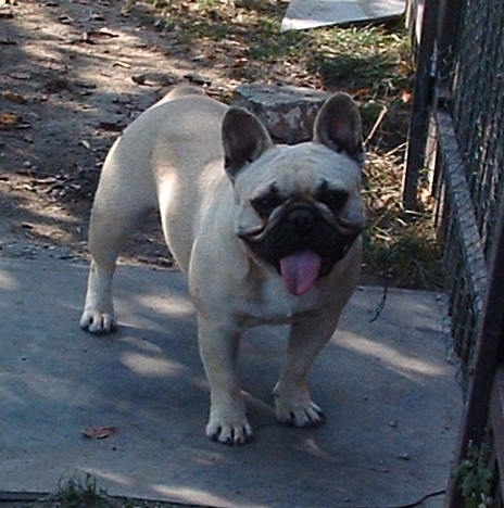 Giny von Kapitenfield | French Bulldog 